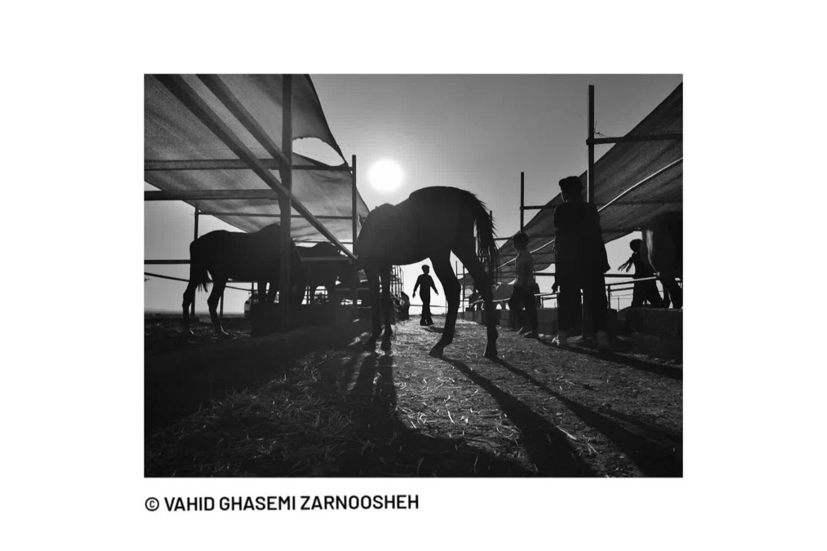 درخشش عکاس قمی در نمایشگاه بین‌المللی مکزیک